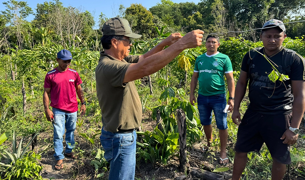 Da Sobrevivência à Prosperidade: O Impacto Econômico e Social dos SAFs para Pequenos Produtores