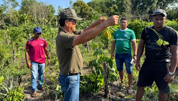Da Sobrevivência à Prosperidade: O Impacto Econômico e Social dos SAFs para Pequenos Produtores