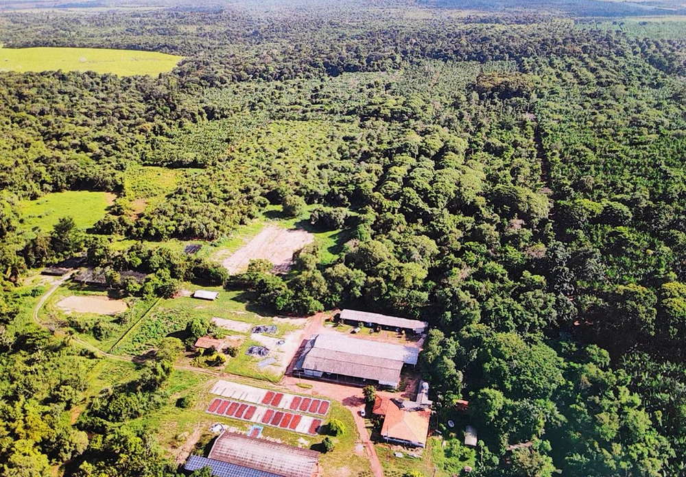 Sistemas Agroflorestais (SAFs): O Modelo Nipo-Brasileiro que Transforma a Amazônia Aliando Produção e Regeneração