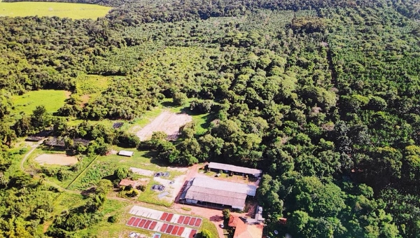 Sistemas Agroflorestais (SAFs): O Modelo Nipo-Brasileiro que Transforma a Amazônia Aliando Produção e Regeneração